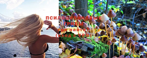 стаф Белокуриха